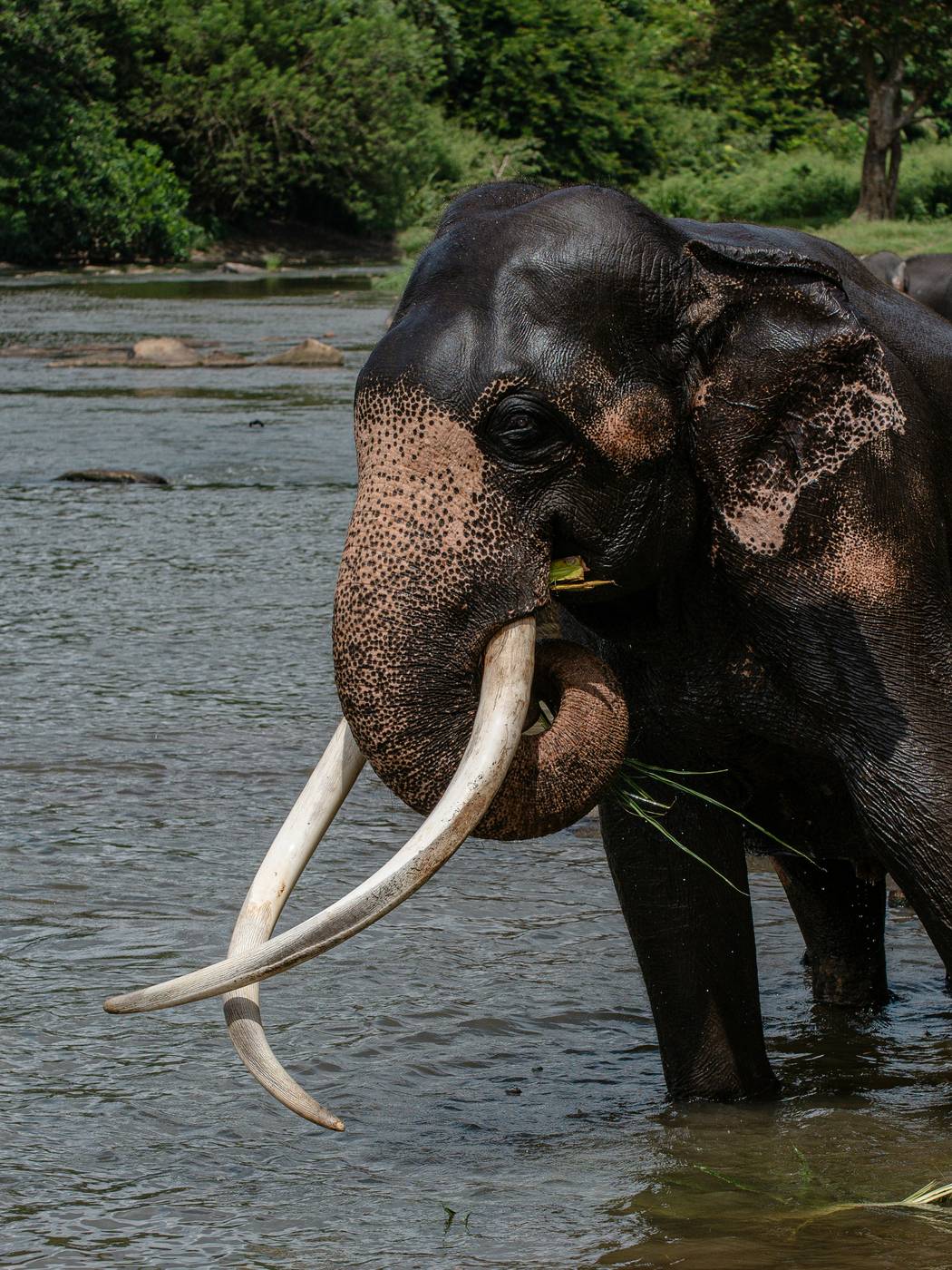 Close portrait of a Sri Lankan elephant standing in a river
