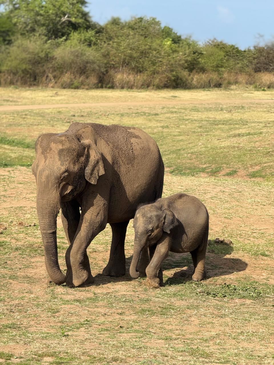 A mother elephant walking with her calf