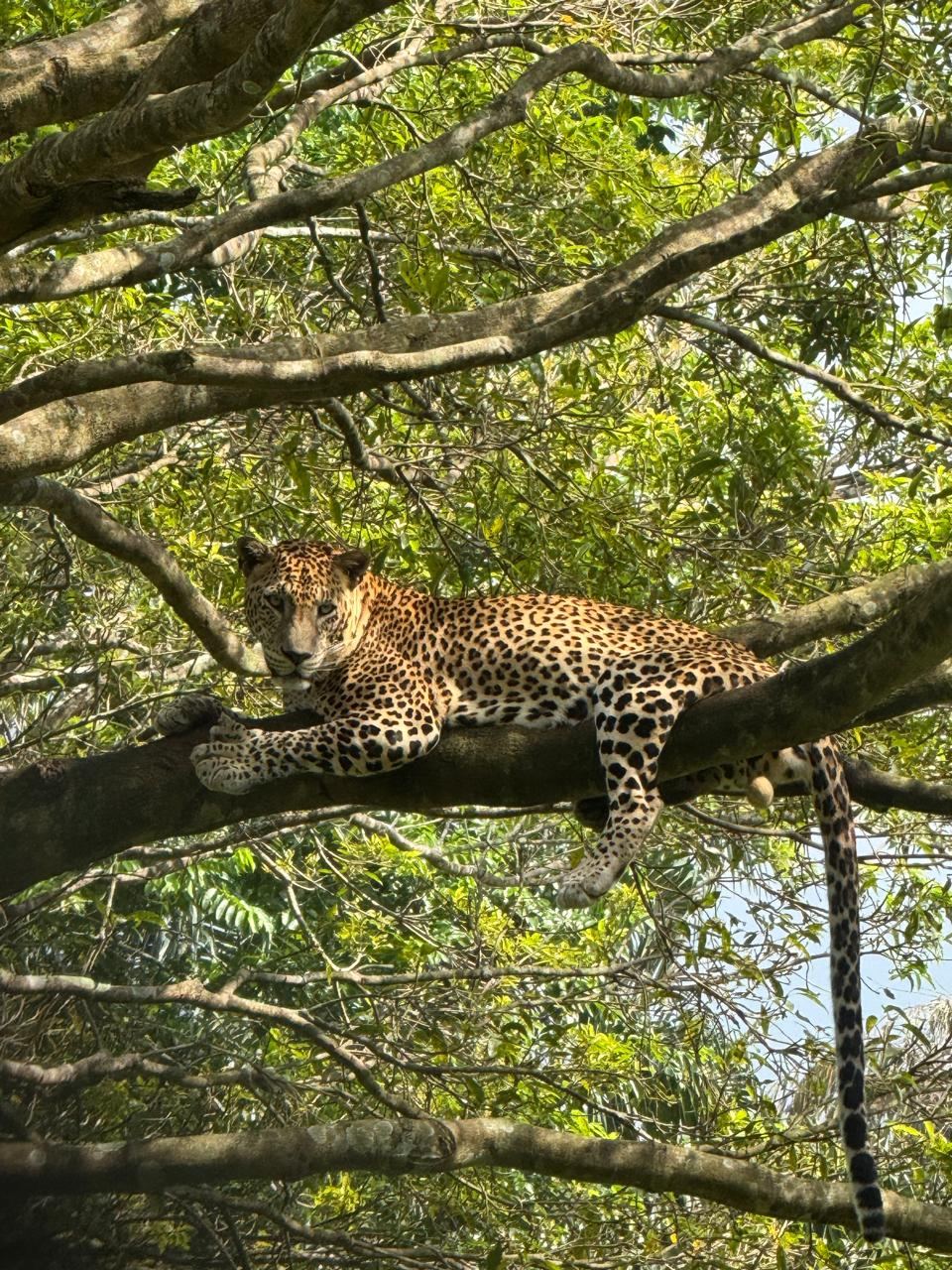 A leopard resting on a tree branch