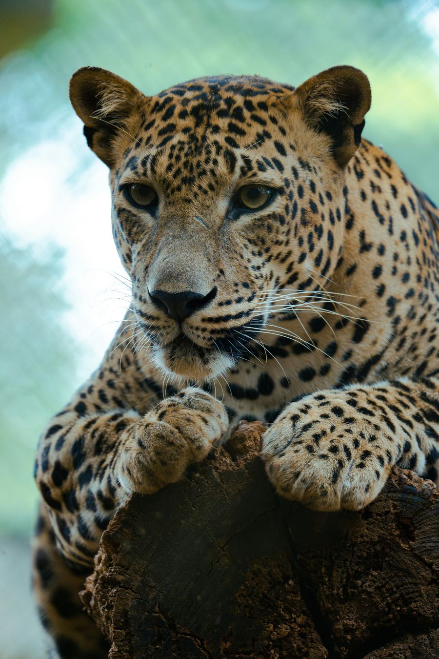 Sri Lankan leopard resting on a branch