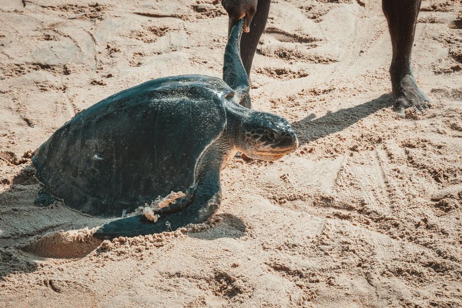 Sea turtle on the beach at a southern coast hatchery
