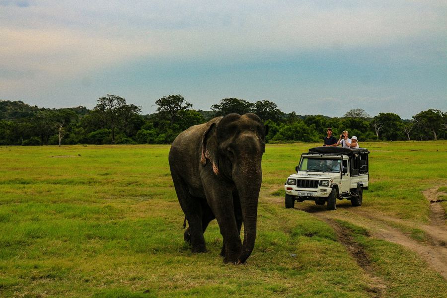 Elephant beside a safari jeep in Yala National Park